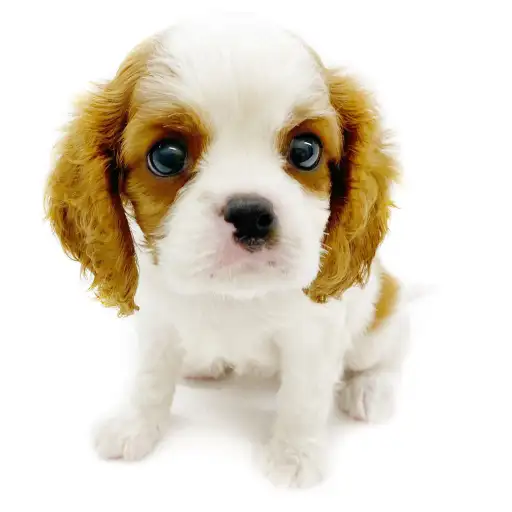 キャバリア・キングチャールズ・スパニエル