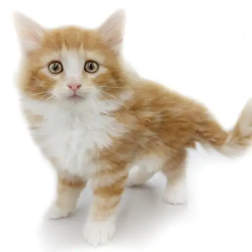 ノルウェージャンフォレストキャット