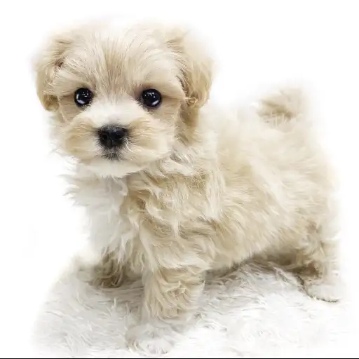 MIX（トイプードル×マルチーズ）