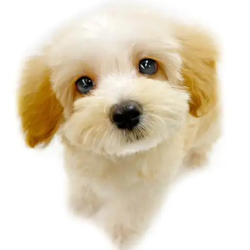 MIX（マルチーズ×トイプードル）