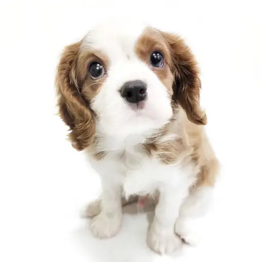 キャバリア・キングチャールズ・スパニエル