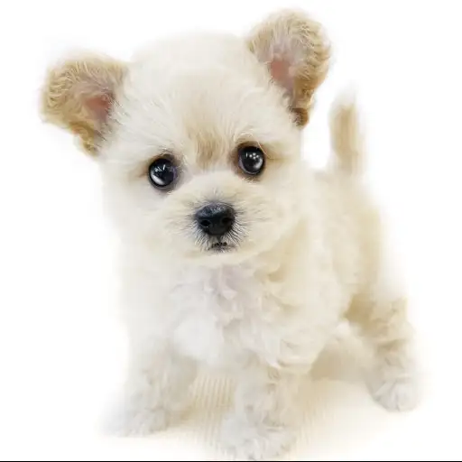 MIX（チワワ×トイプードル）