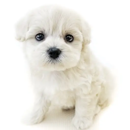 MIX（トイプードル×マルチーズ）