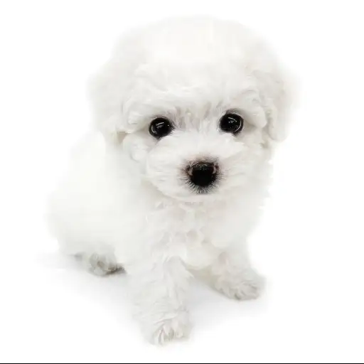 ビションフリーゼ