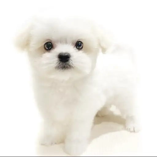 MIX（チワワ×マルチーズ）