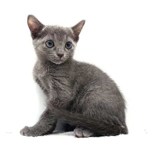 ロシアンブルー