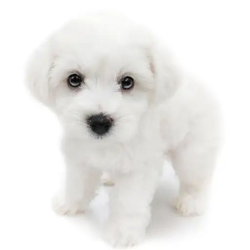 ビションフリーゼ