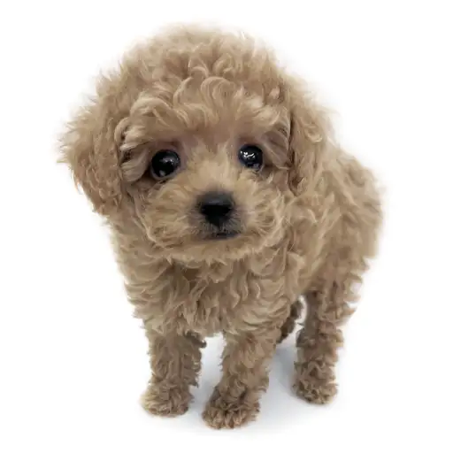 トイ・プードル