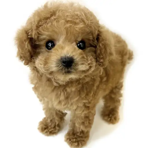 トイ・プードル