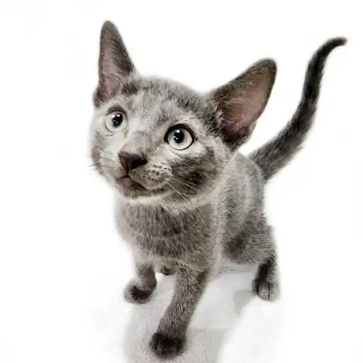 ロシアンブルー