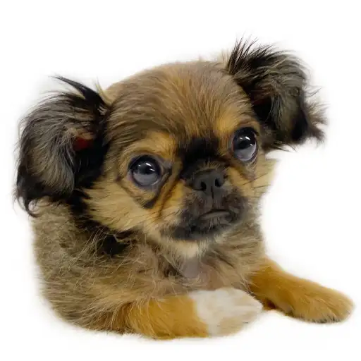 MIX（チワワ×ペキニーズ）