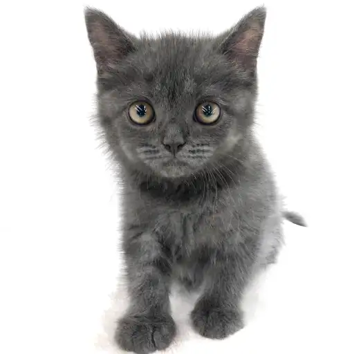 ブリティッシュショートヘア