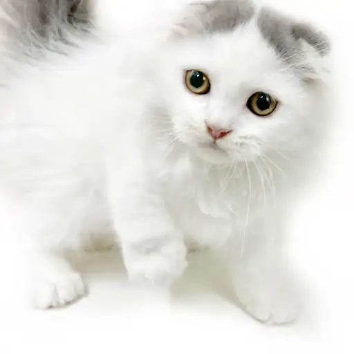 スコティッシュフォールド