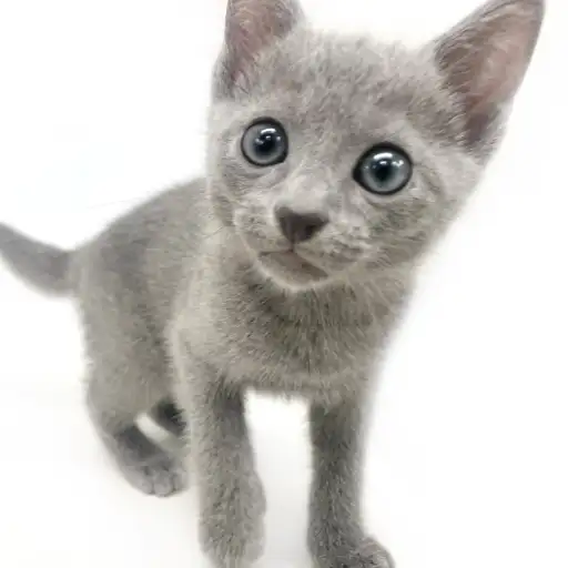 ロシアンブルー