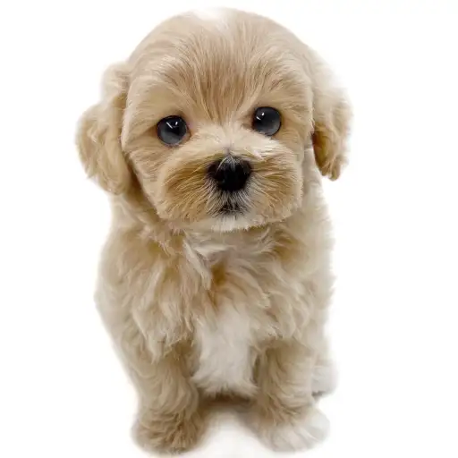 MIX（マルチーズ×トイプードル）