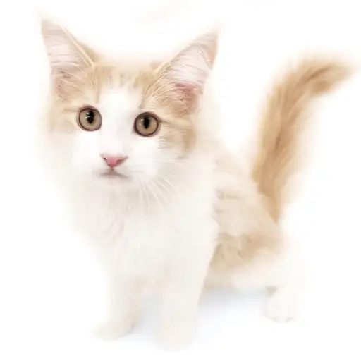 ノルウェージャンフォレストキャット