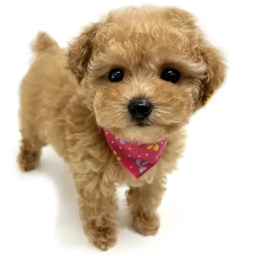 トイ・プードル