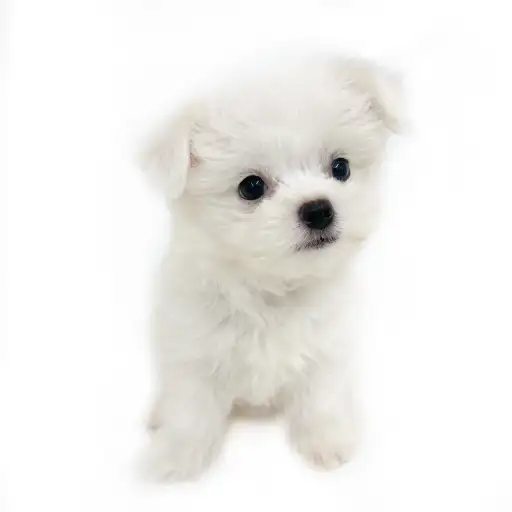 MIX（マルチーズ×チワワ）