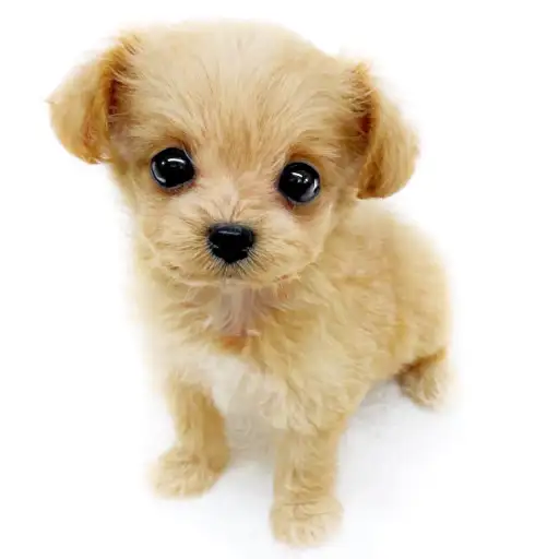 MIX（トイプードル×チワワ）