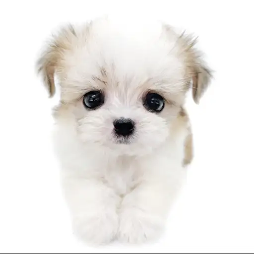 MIX（マルチーズ×チワワ）