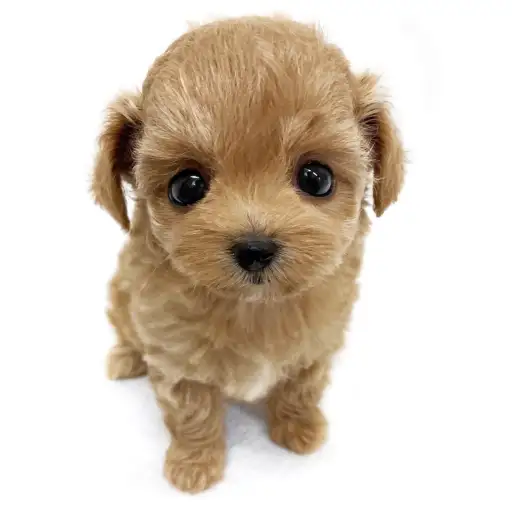 MIX（チワワ×トイプードル）