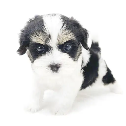 MIX（マルチーズ×キャバリアキングチャールズスパニエル）