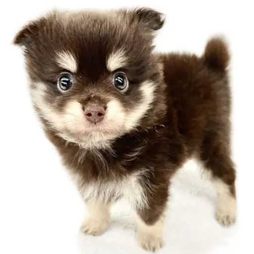 MIX(ポメラニアン×チワワ)