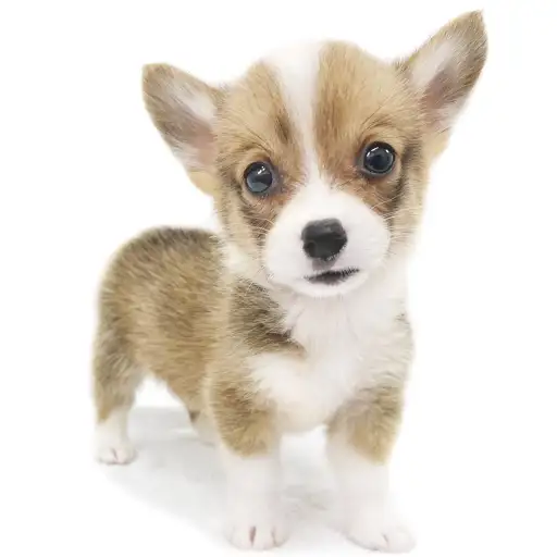 ウェルシュコーギーペンブローク