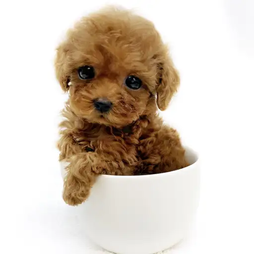 トイ・プードル