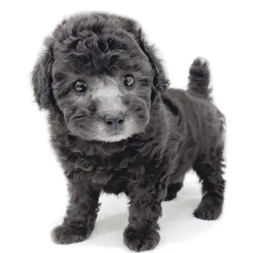 トイ・プードル