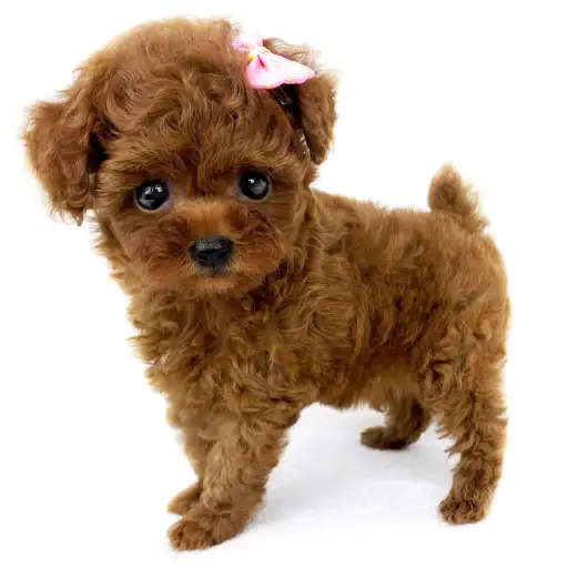 トイ・プードル