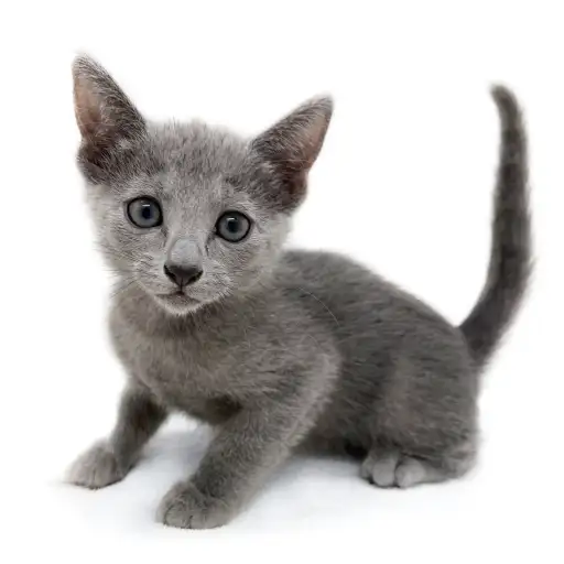 ロシアンブルー