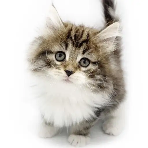 ノルウェージャンフォレストキャット