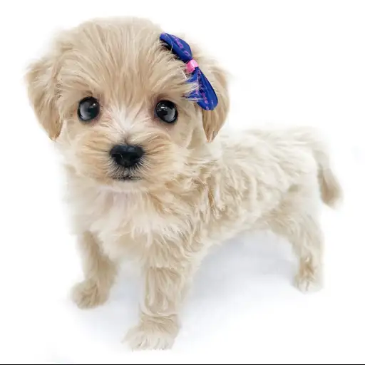 MIX（マルチーズ×トイプードル）