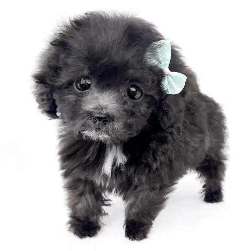 トイ・プードル