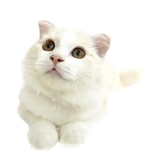 スコティッシュフォールド