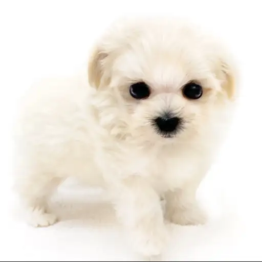 MIX（マルチーズ×トイプードル）