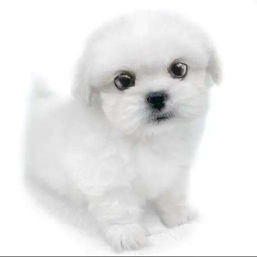 MIX（マルチーズ×ペキニーズ）