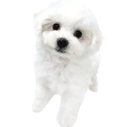 ビションフリーゼ