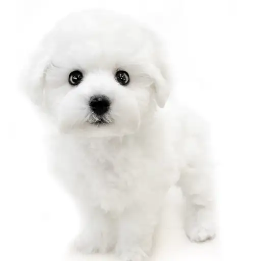 ビションフリーゼ