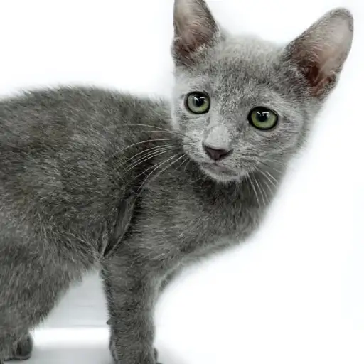 ロシアンブルー