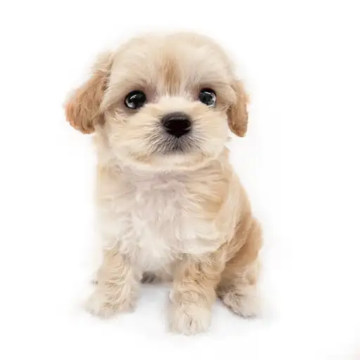 MIX（チワワ×トイプードル）