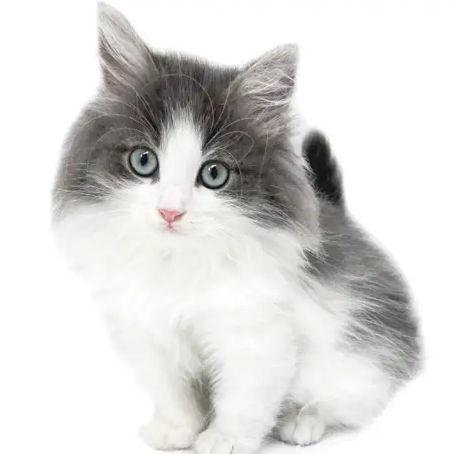 ノルウェージャンフォレストキャット