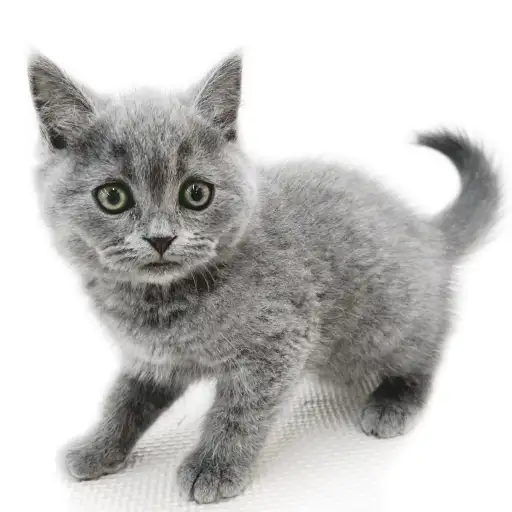 ブリティッシュショートヘア