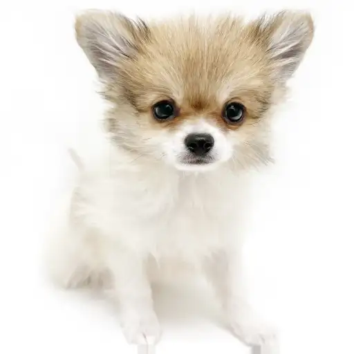 MIX(ポメラニアン×チワワ)