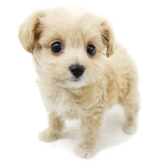 MIX（チワワ×トイプードル）