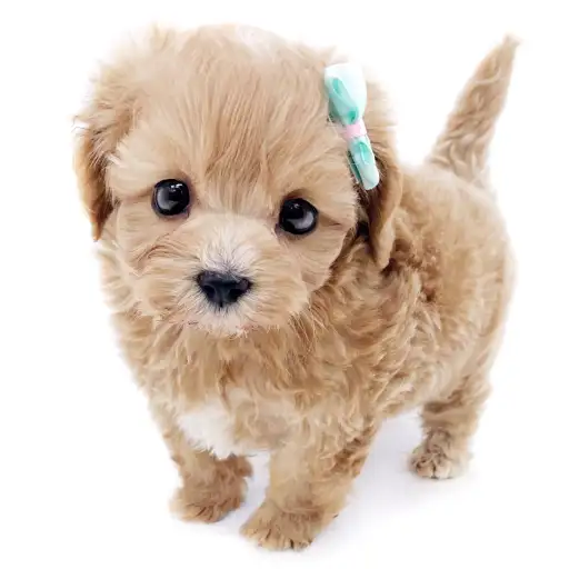 MIX（マルチーズ×トイプードル）