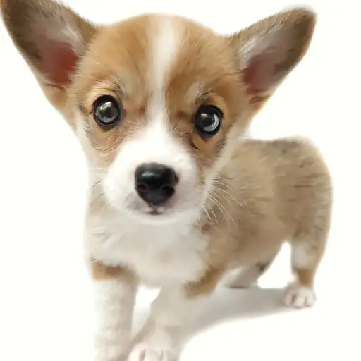 ウェルシュコーギーペンブローク