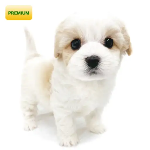 MIX(キャバリアキングチャールズスパニエル×ビションフリーゼ)