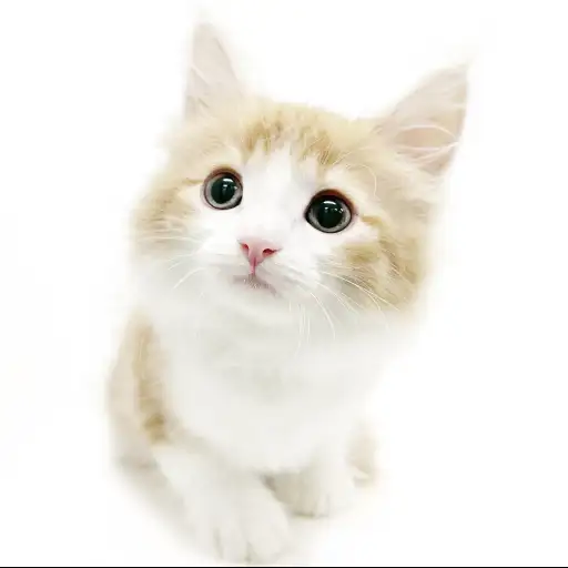 ノルウェージャンフォレストキャット